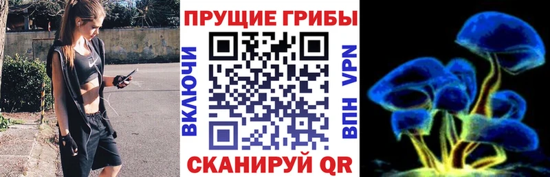 как найти   Балабаново  Галлюциногенные грибы Psilocybine cubensis 