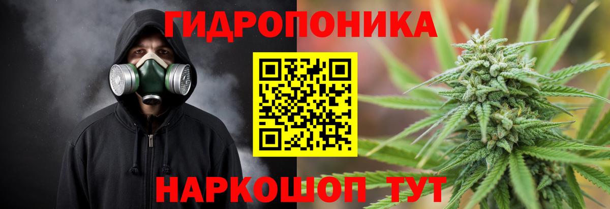 Каннабис OG Kush Балабаново